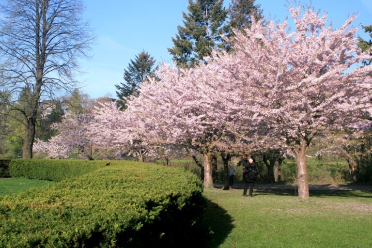 Cherry Blossoms In High Park, Toronto Has Begun To Bloom