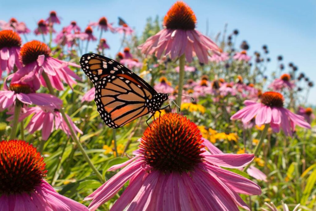  pollinator-friendly