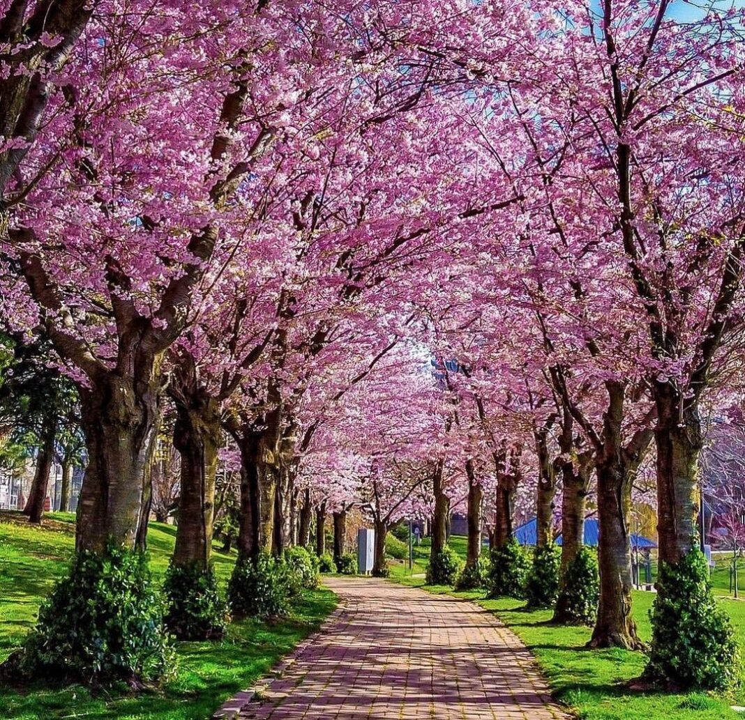 Cherry Blossom Season In Canada: Where To See The Blooms? - Culturemagazin®