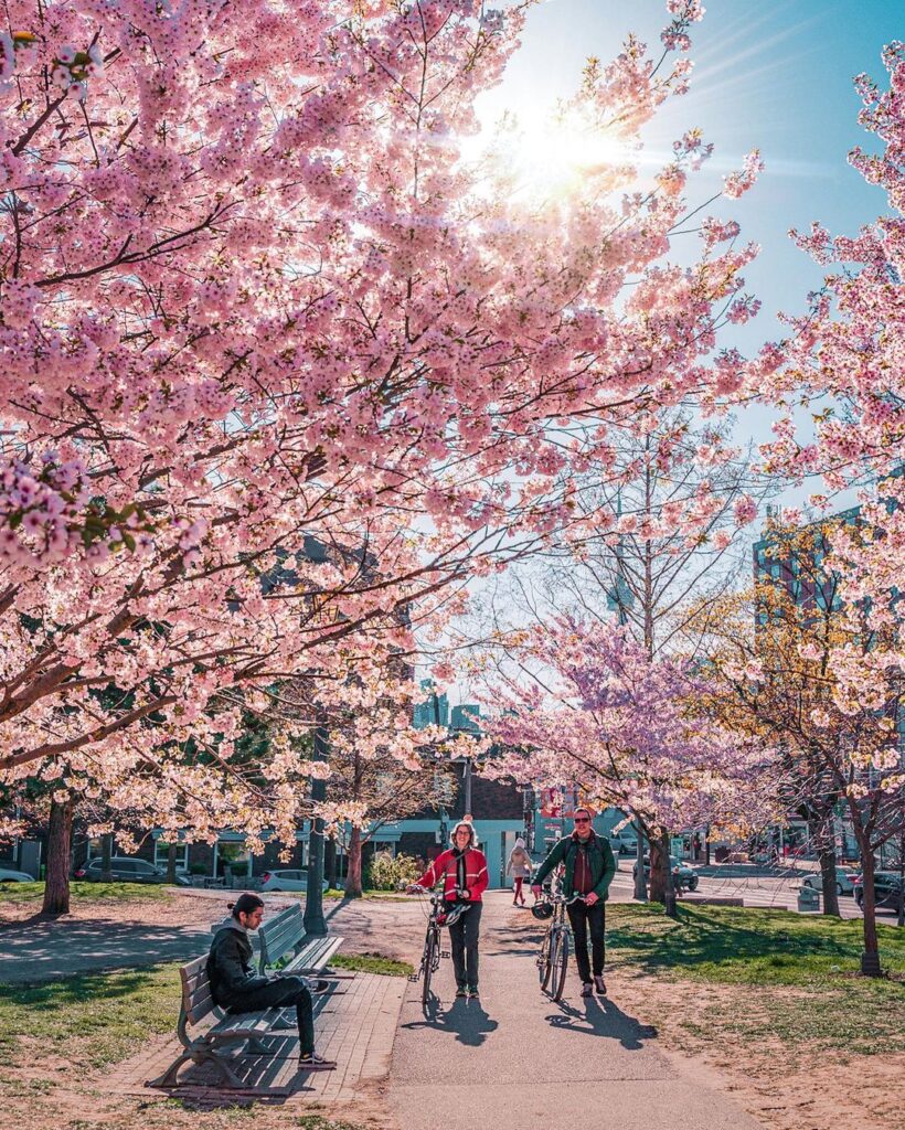 Trinity BellWoods -Toronto