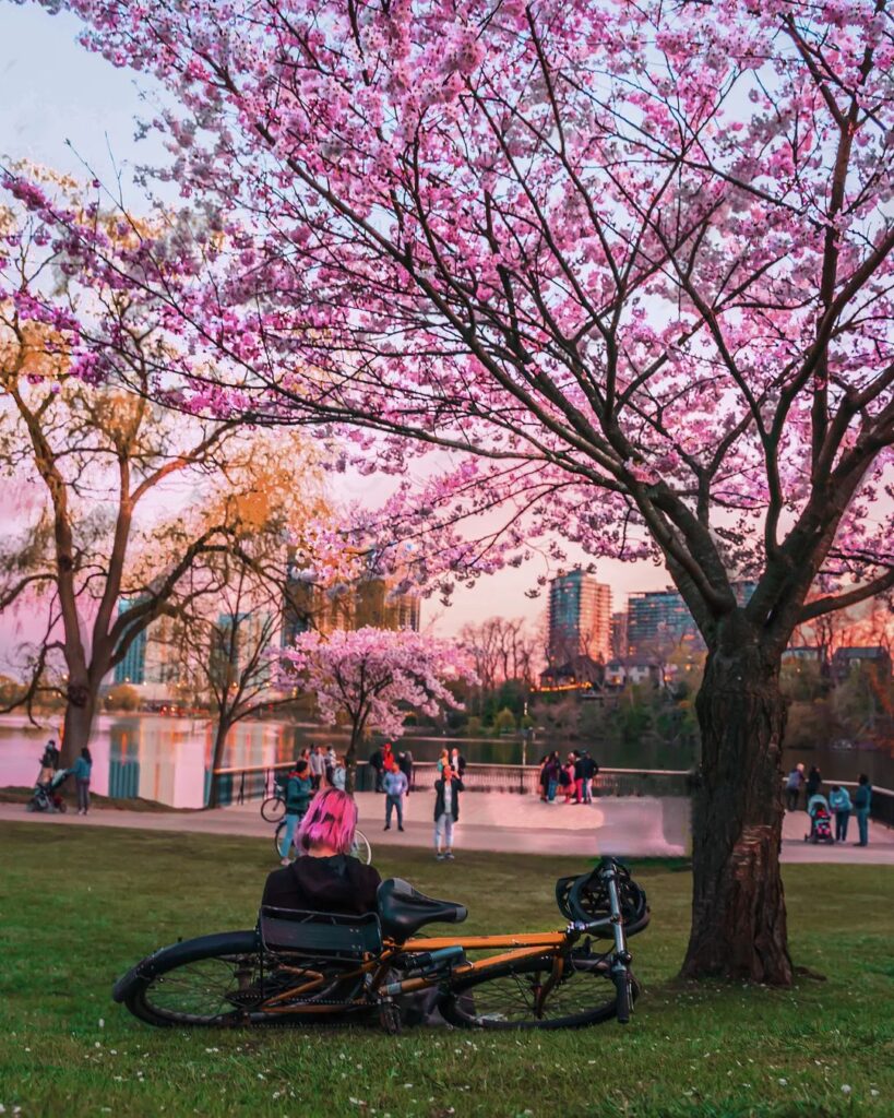 Hoa Anh Đào Đang Nở Rộ Ở High Park, Toronto - Culturemagazin®