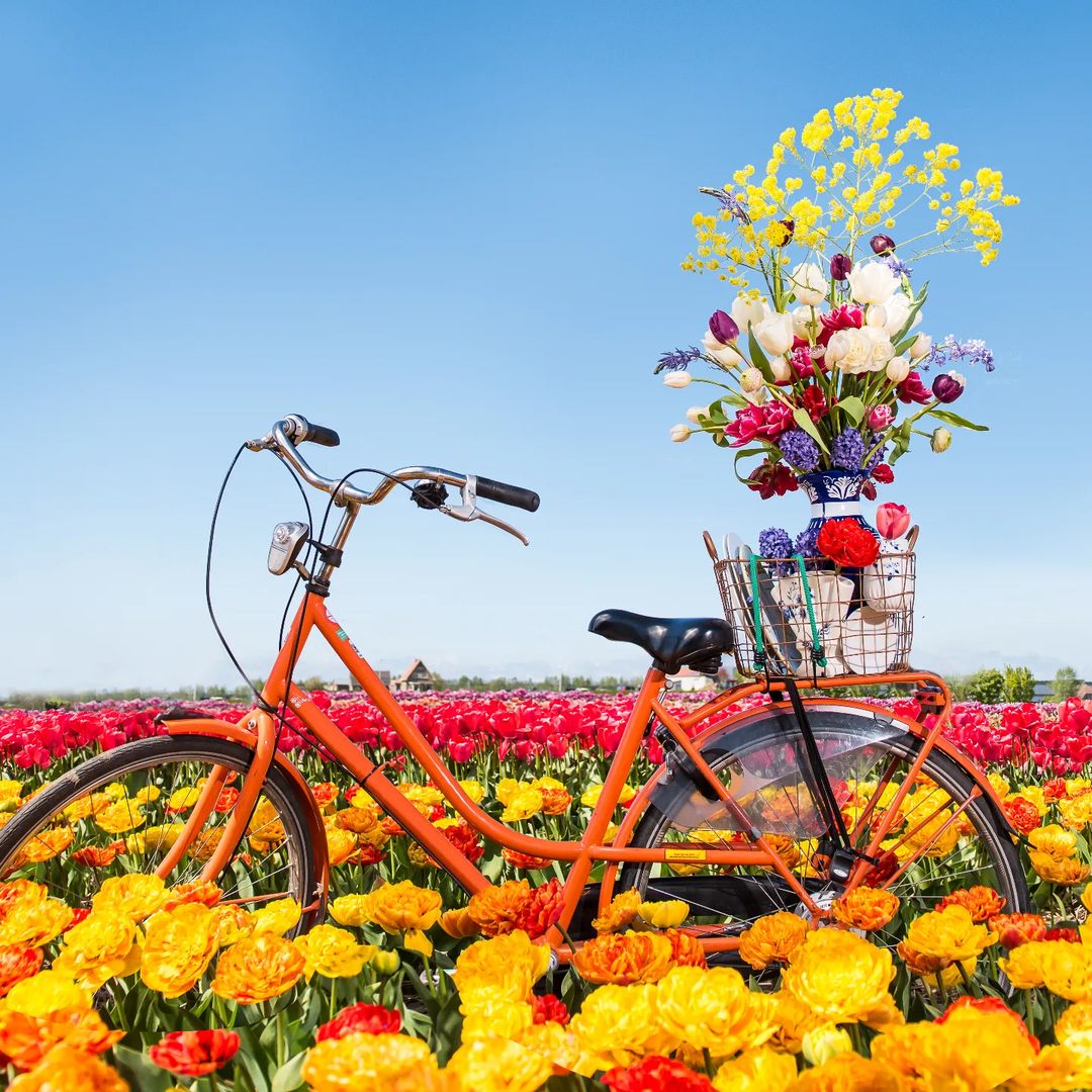 Visit the New Dutch Tulip Field Near Toronto and Get Lost In One