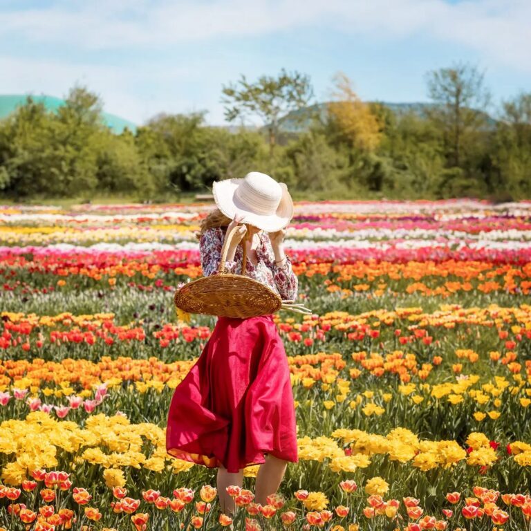 Thăm Cánh đồng Hoa Tulip Hà Lan Mới Mở gần Toronto và lạc lối giữa một triệu bông hoa