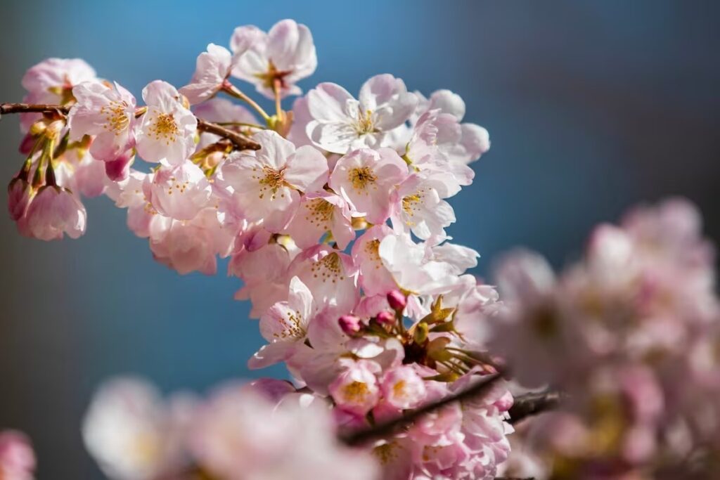 A-branch-of-cherry-blossoms-is-pictured-at-Vancouver_s-David-Lam-Park-on-March-18_-2024-©Nav-Rahi-CB