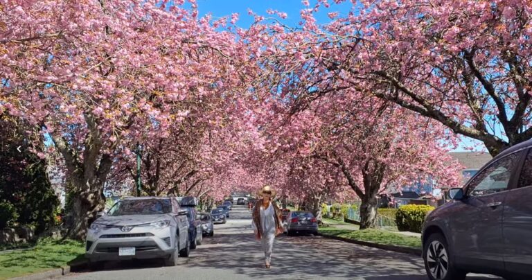 Thời tiết tháng 3 ảnh hưởng thế nào đến cây hoa anh đào ở Vancouver