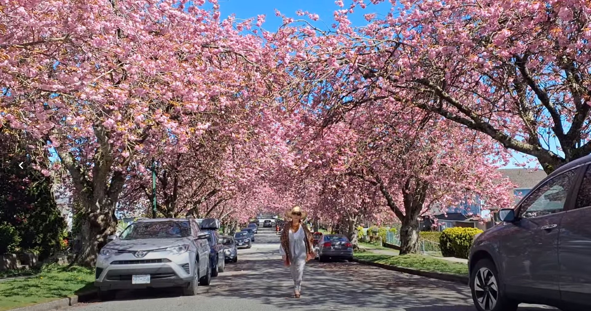 Vancouver Cherry Blossom Festival Adapts Amid Climate Change Challenges Culturemagazin®